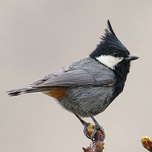 Rufous-naped Tit